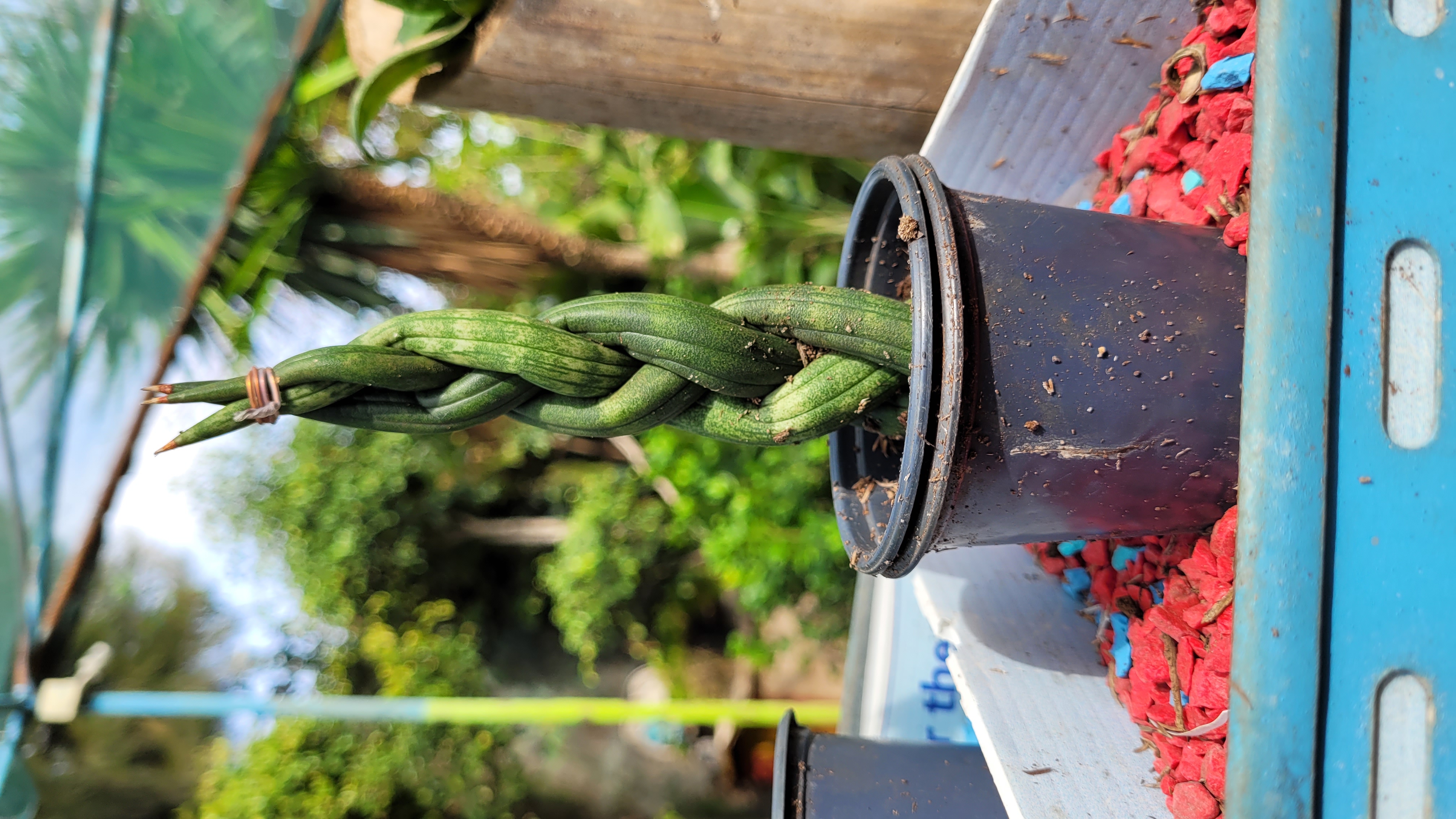 Plante Verte
